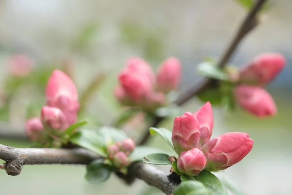 Buds Pink Apple Blossom Branches Fruit Garden Springtime — Stock Photo, Image