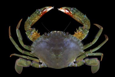 Scylla paramamosain