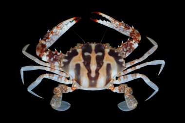 Charybdis feriata