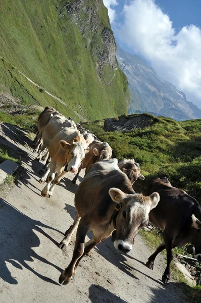 Koeien in ruwe grazen — Stockfoto