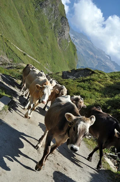 Cows in rough grazing — Stock Photo, Image