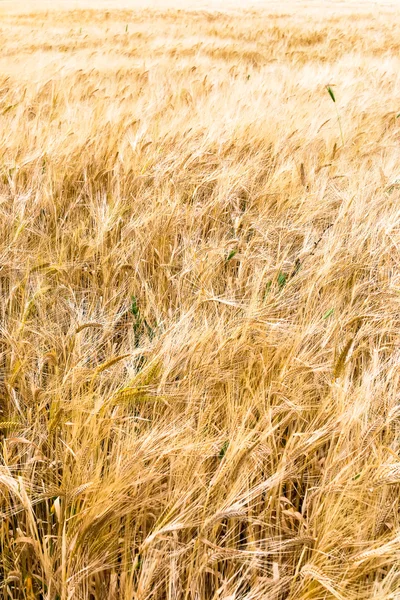 Żyta pola — Zdjęcie stockowe