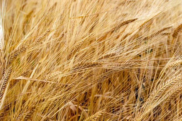 Rye field — Stock Photo, Image