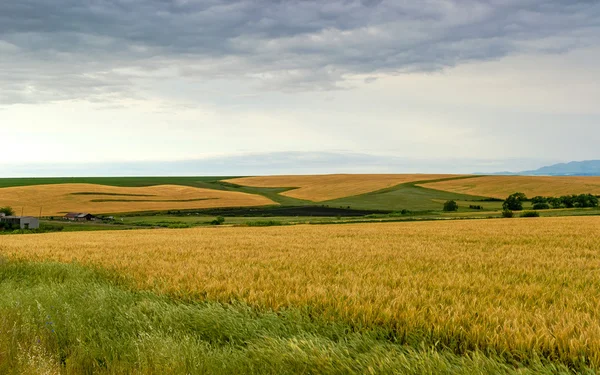 Gerst veld — Stockfoto