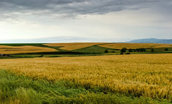 Gerst veld — Stockfoto