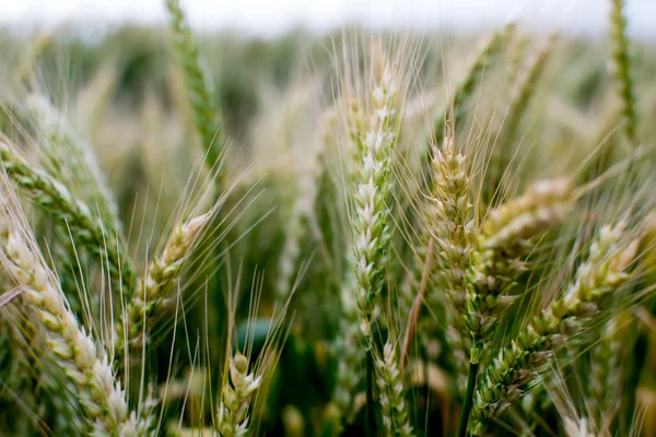 Campo de trigo — Fotografia de Stock