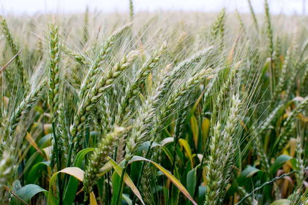 Campo de trigo — Fotografia de Stock