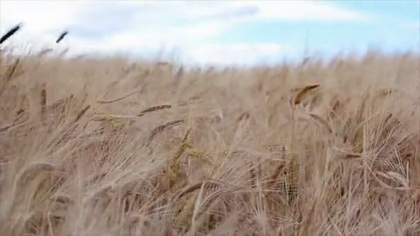 Campo de grano de cebada — Vídeo de stock