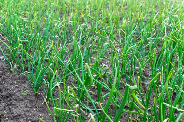 Cebolla verde — Foto de Stock