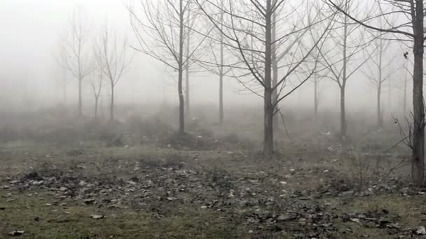 Poplars in the fog — Stock Video