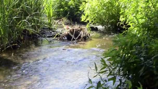 Creek. — Vídeos de Stock