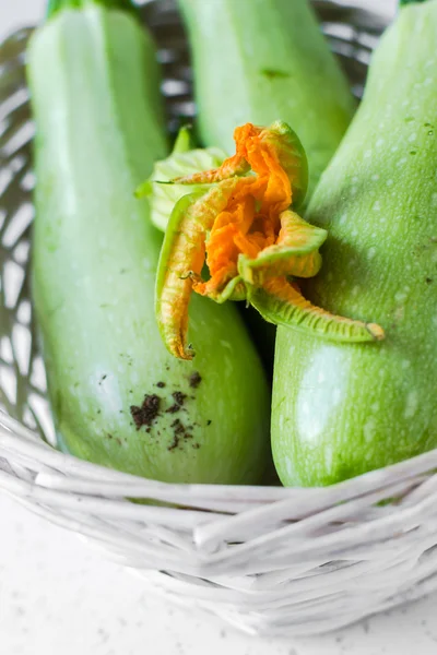 Zucchini blomma — Stockfoto