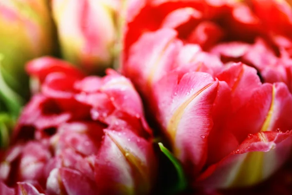 Tulipanes rosados — Foto de Stock