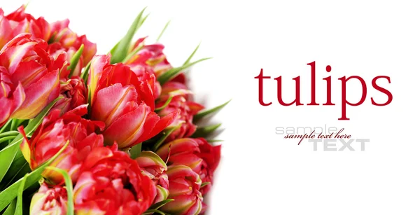 Tulipani rosa — Foto Stock