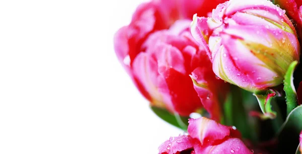 Pink tulips — Stock Photo, Image