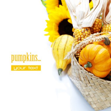 hasat zamanı, kabaklar