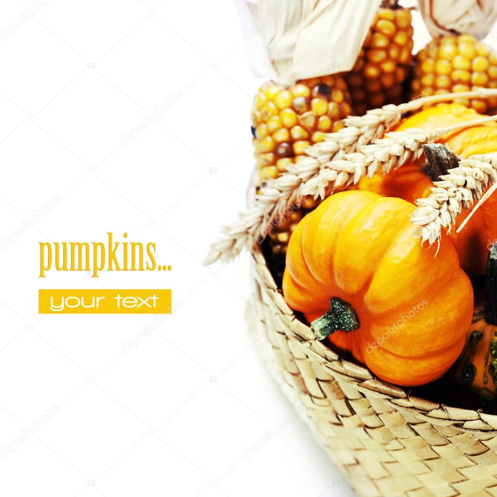 Harvest time, pumpkins