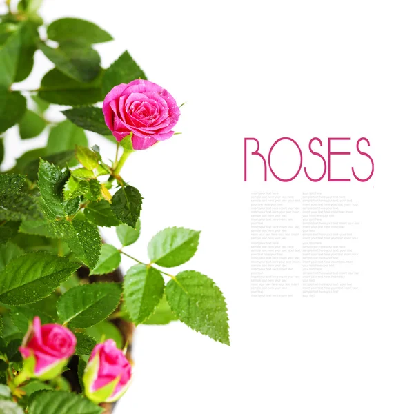 Rosas cor de rosa — Fotografia de Stock