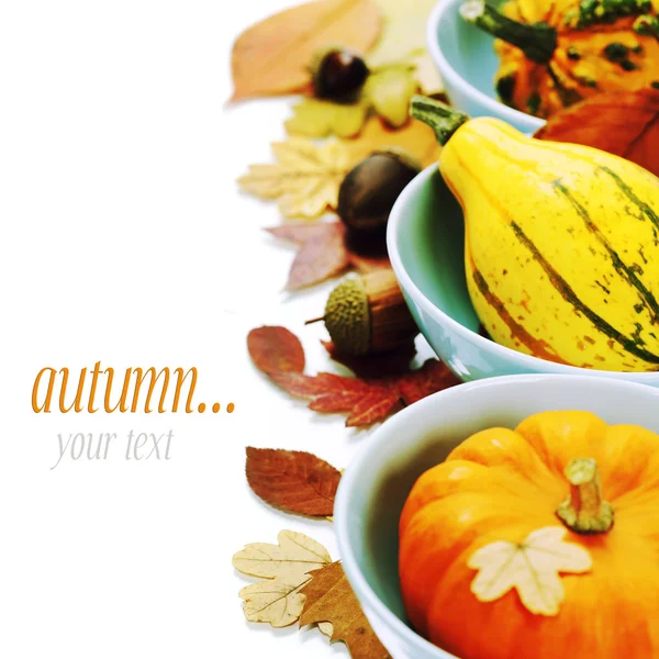 Bowls with pumpkins — Stock Photo, Image