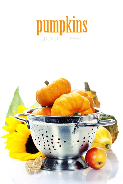 Harvest time, pumpkins — Stock Photo, Image