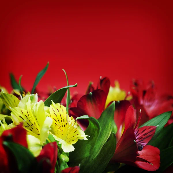 Piękne kwiaty — Zdjęcie stockowe