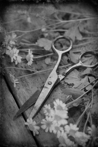 Bloemen met een schaar — Stockfoto