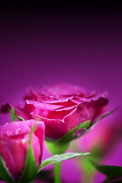 Pink roses — Stock Photo, Image