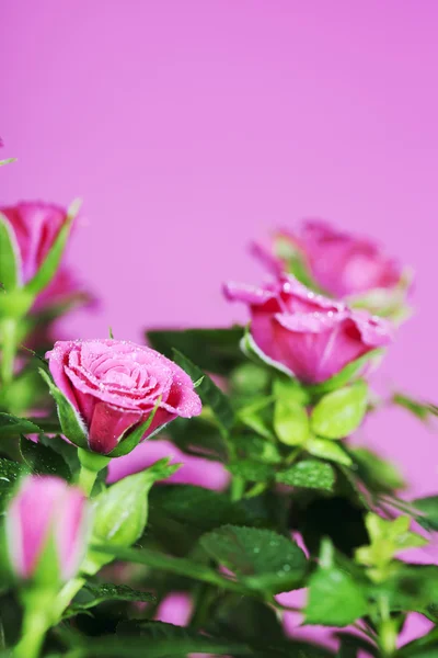 Rosas cor de rosa — Fotografia de Stock