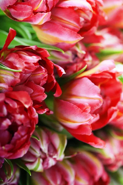 Tulipanes rosados — Foto de Stock