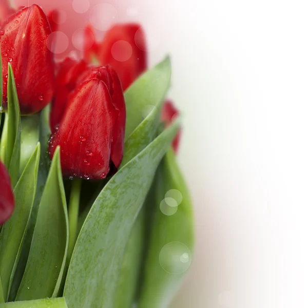 Red tulips — Stock Photo, Image