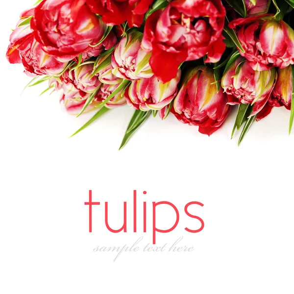 Tulipanes rosados — Foto de Stock