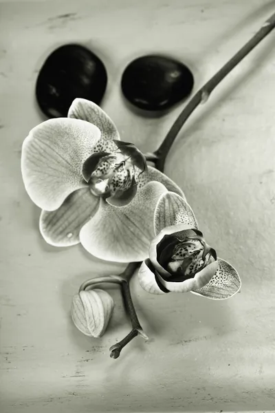 粉红色 orhid 和禅宗鹅卵石 — 图库照片