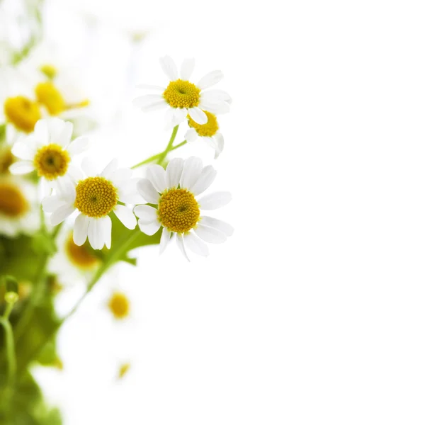 Chamomile flowers — Stock Photo, Image