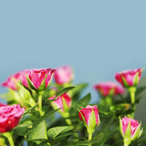 Roze rozen — Stockfoto