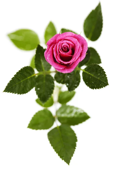 Pink rose — Stock Photo, Image