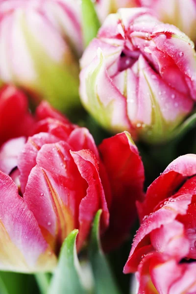 Roze tulpen — Stockfoto