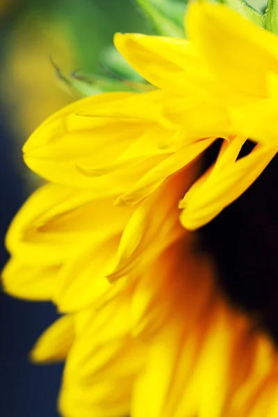 Sunflower — Stock Photo, Image