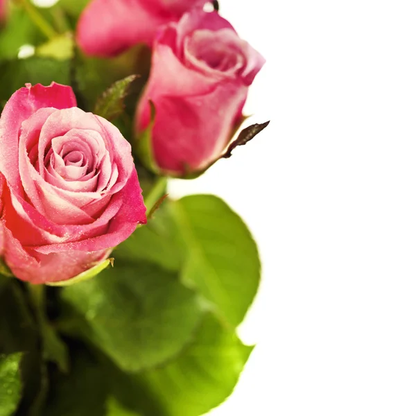 Pink roses — Stock Photo, Image