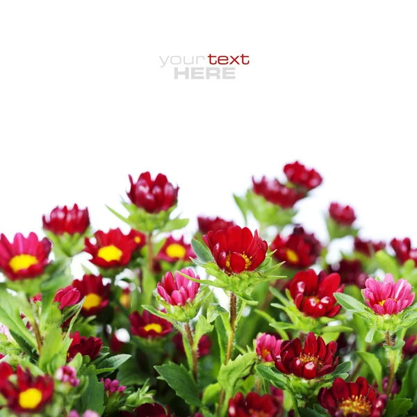 Kırmızı çiçekler — Stok fotoğraf