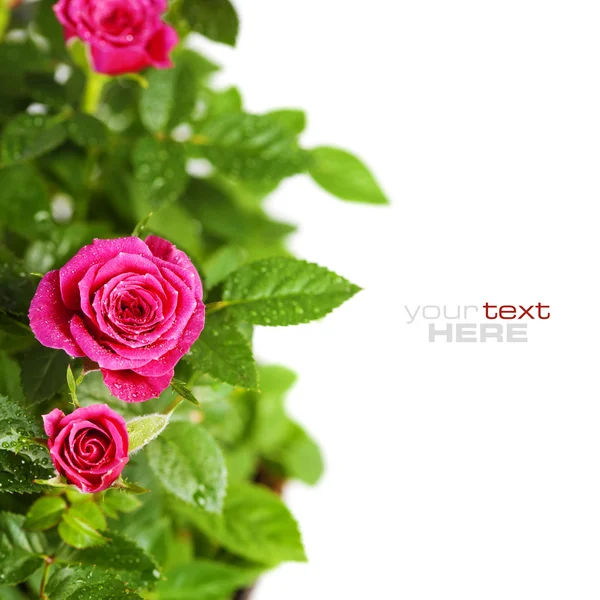 Roze rozen — Stockfoto