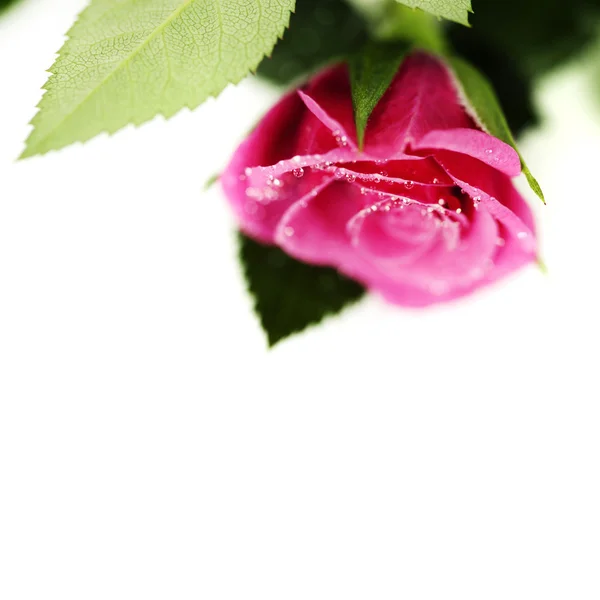 Pink rose — Stock Photo, Image