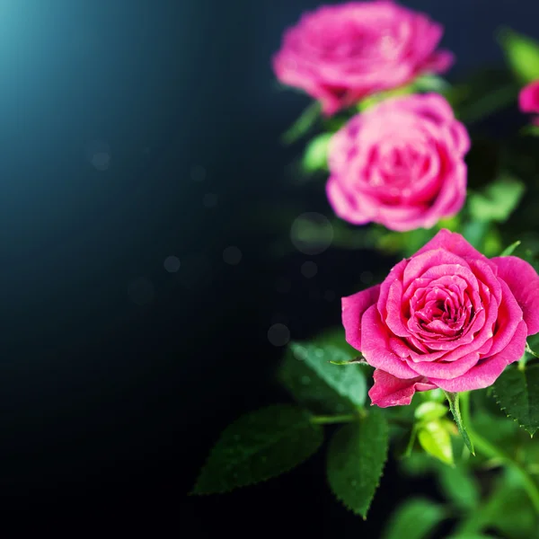 Pink roses — Stock Photo, Image