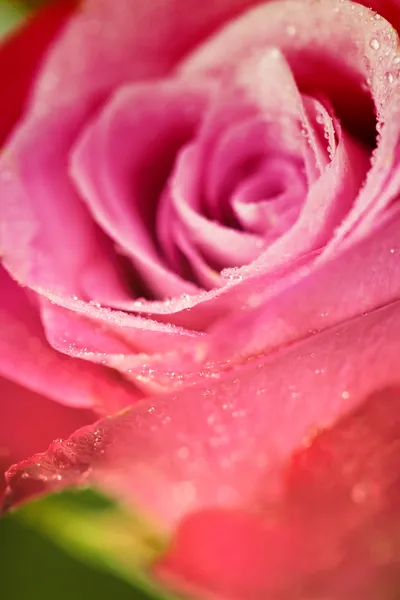 Rosas cor de rosa — Fotografia de Stock