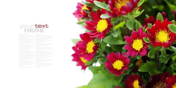 Flores vermelhas — Fotografia de Stock