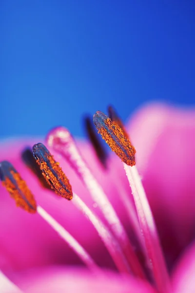 Lily flowers — Stock Photo, Image