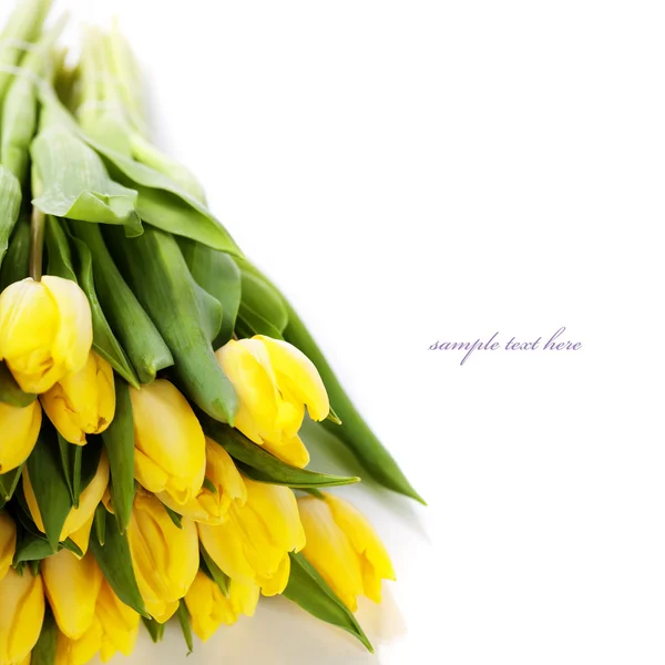 Yellow tulips — Stock Photo, Image