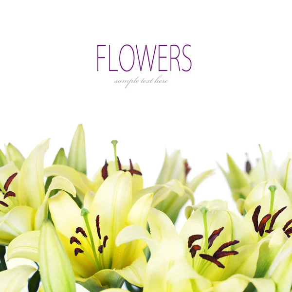 Lily flowers — Stock Photo, Image