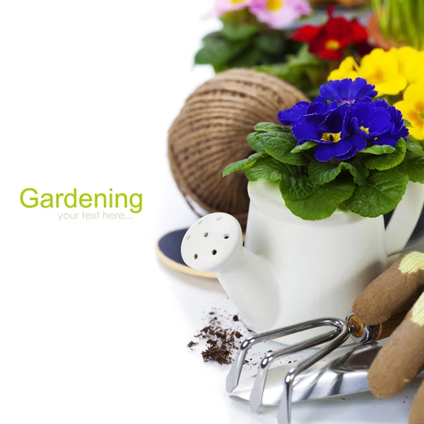 Fresh primulas and garden tools — Stock Photo, Image