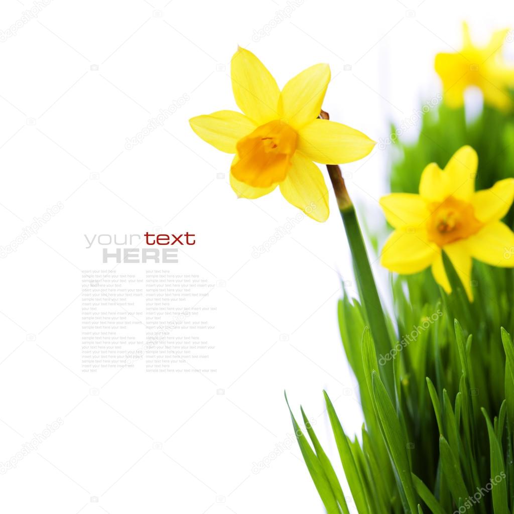 daffodils in green grass
