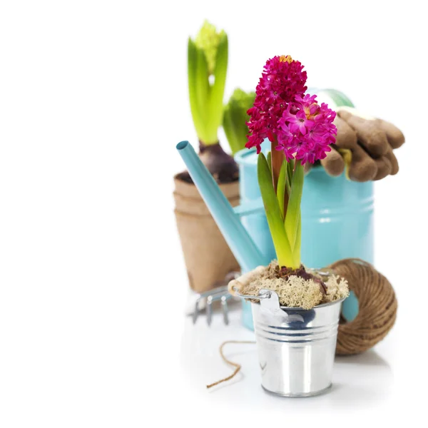 Fresh Hyacinth flower bulb in pot and garden tools — Stock Photo, Image